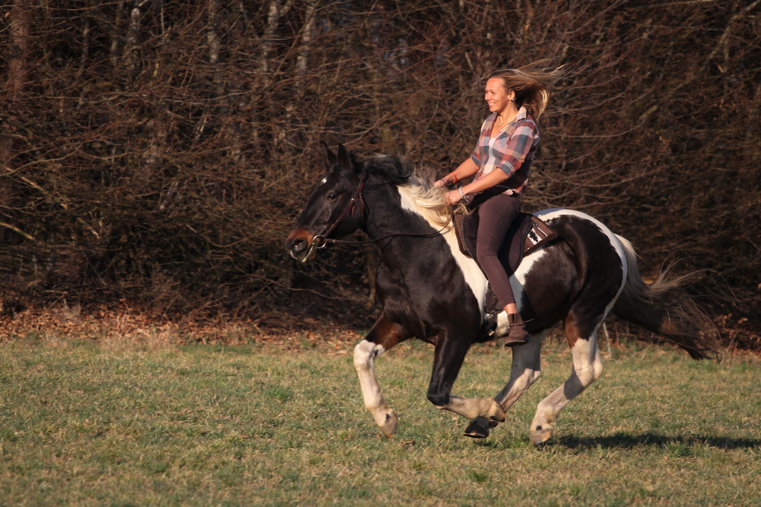 reiten-lernen-pferde-verstehen-ausbildung