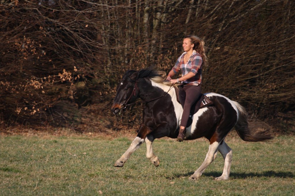 pferde-verstehen-tierkommunikation-pferd-catherin